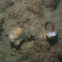 Slipper Limpet
